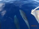 Dolphins between Dominica & Martinique